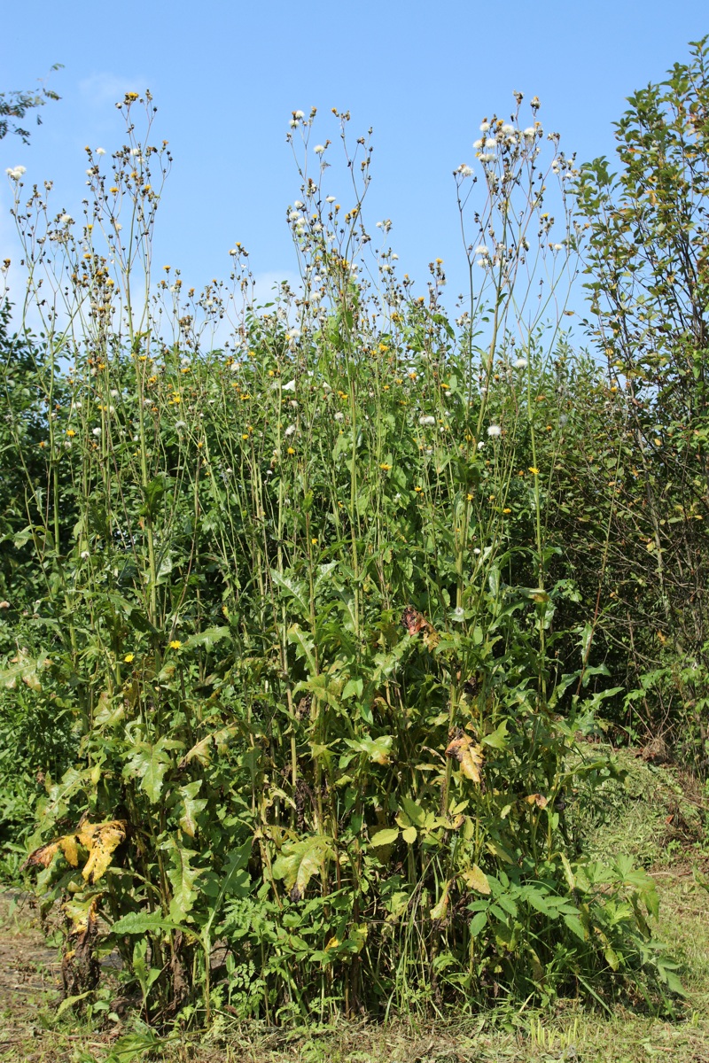 Image of Sonchus arvensis specimen.
