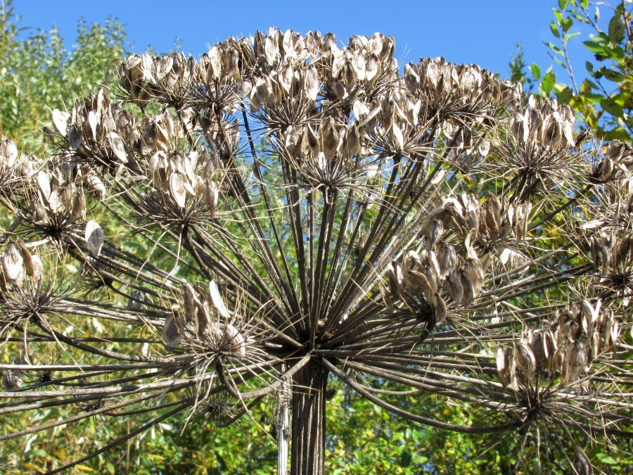 Image of Heracleum sosnowskyi specimen.