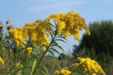 Solidago canadensis. Верхушка побега с соцветием. Беларусь, Витебская обл., окр. пос. Езерище, суходольный луг. 27.08.2024.