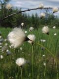 Смотреть изображение Eriophorum brachyantherum