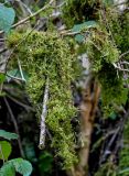 View full-size image Neckera crispa