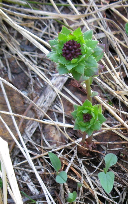 Изображение особи Rhodiola integrifolia.