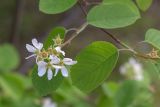 Смотреть изображение Amelanchier spicata