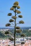 View full-size image Agave americana