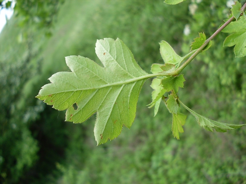 Image of Crataegus monogyna specimen.