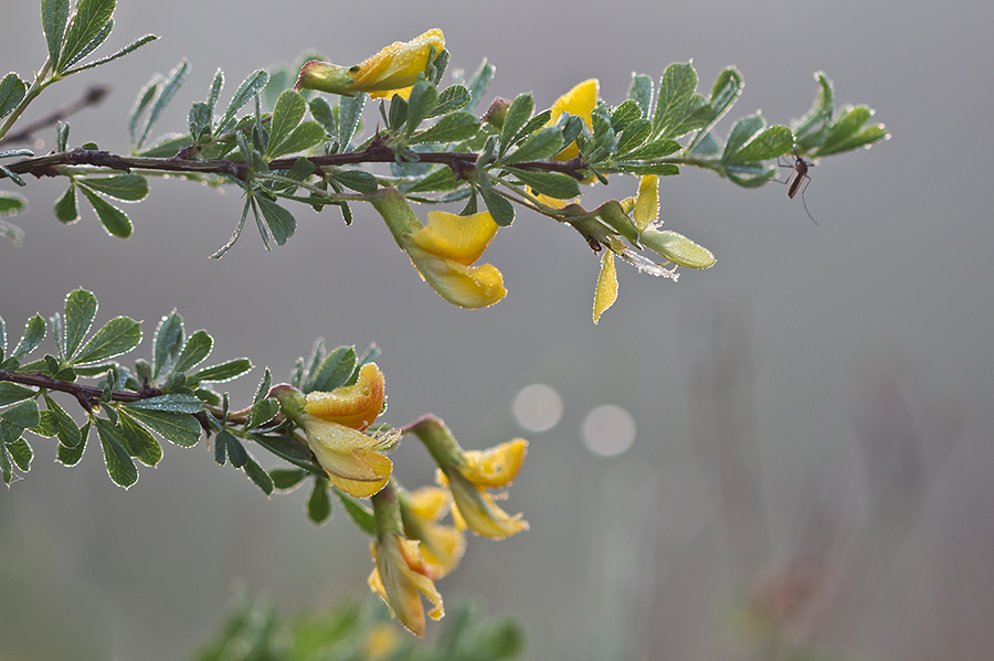 Image of Caragana frutex specimen.