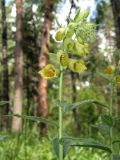 Digitalis grandiflora. Верхушка побега с соцветием. Смоленск, сосновый бор. 17.06.2011.