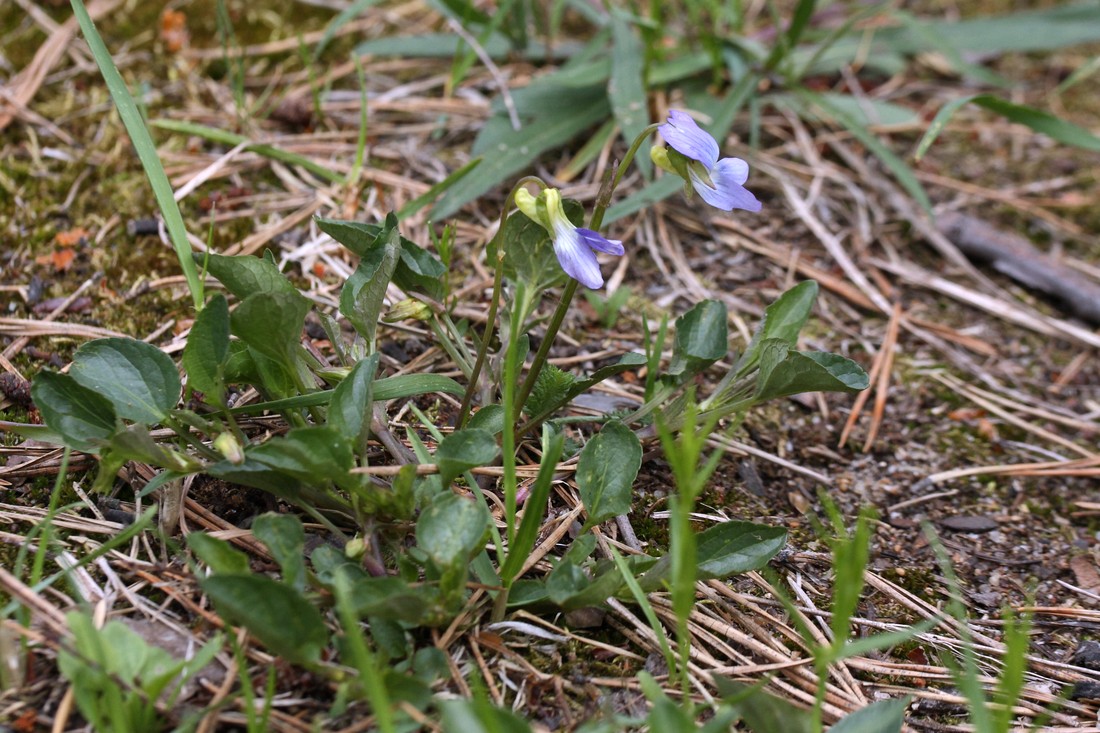 Image of Viola canina specimen.