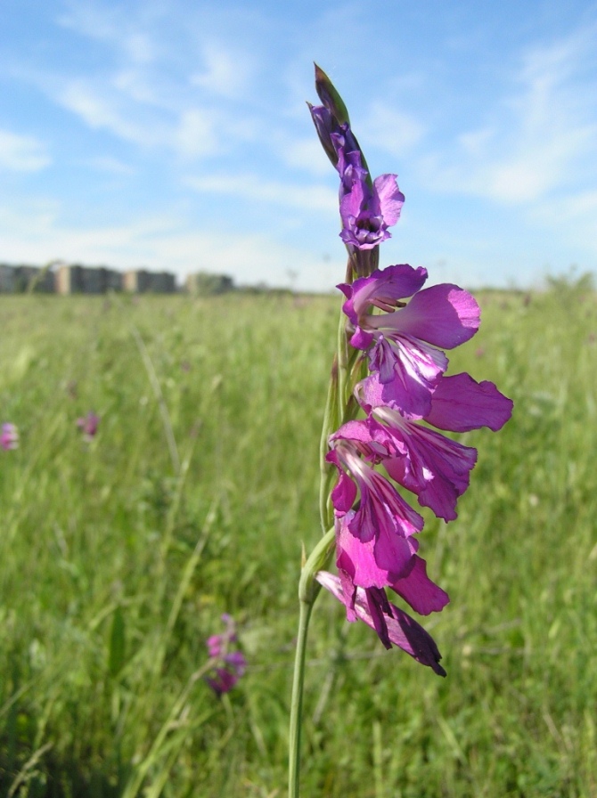 Изображение особи Gladiolus imbricatus.