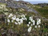 Eriophorum scheuchzeri. Плодоносящие растения на пересохшей дерновине. Кольский п-ов, Восточный Мурман, Дальние Зеленцы, седловина на мысе Аварийный. 29.07.2011.