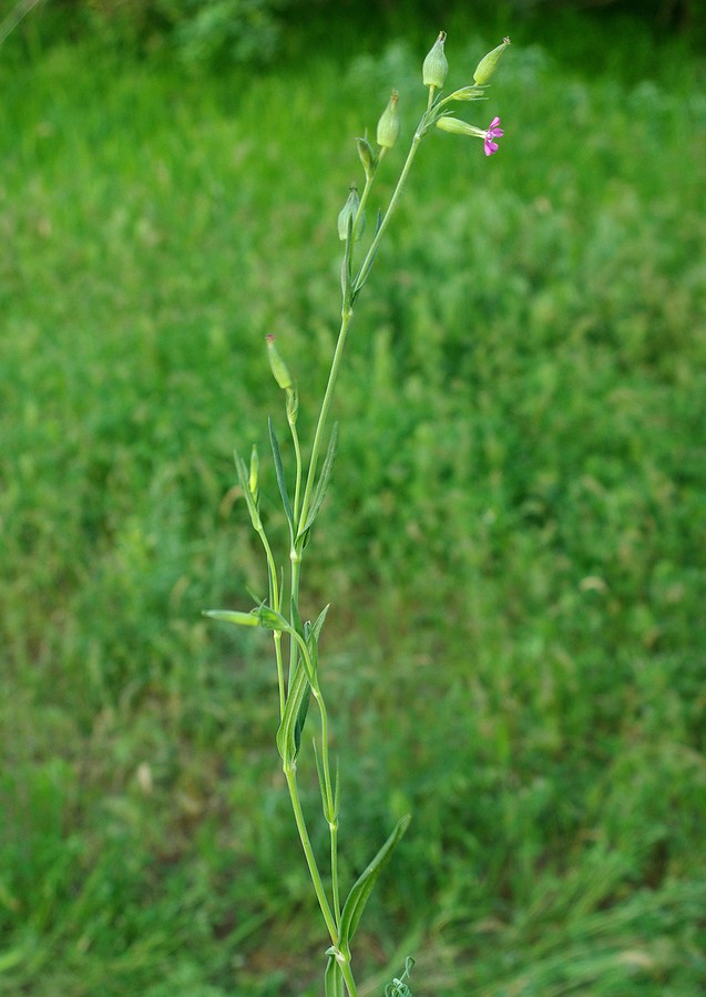 Image of Pleconax conica specimen.