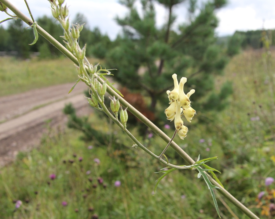 Image of Aconitum barbatum specimen.