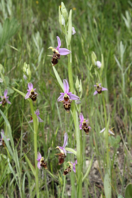 Image of Ophrys oestrifera specimen.