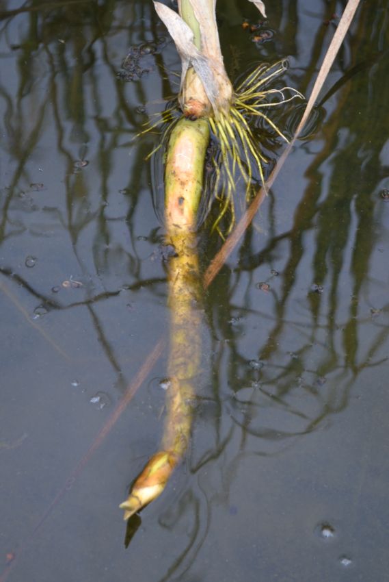 Image of Typha angustifolia specimen.