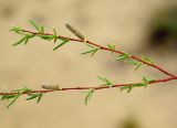 Salix vinogradovii