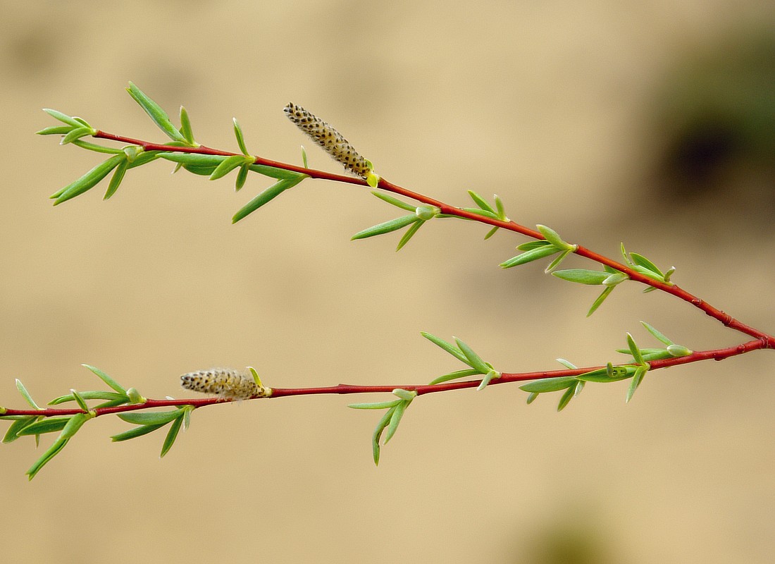 Image of Salix vinogradovii specimen.