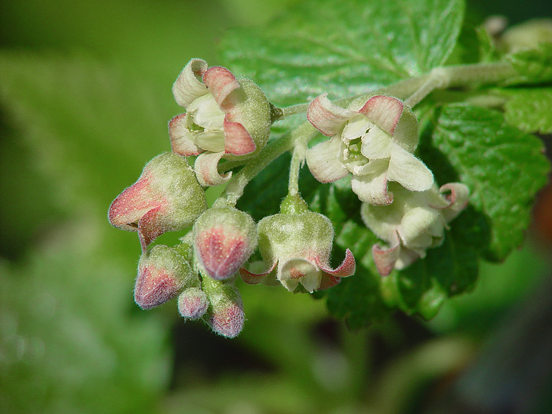 Image of Ribes nigrum specimen.