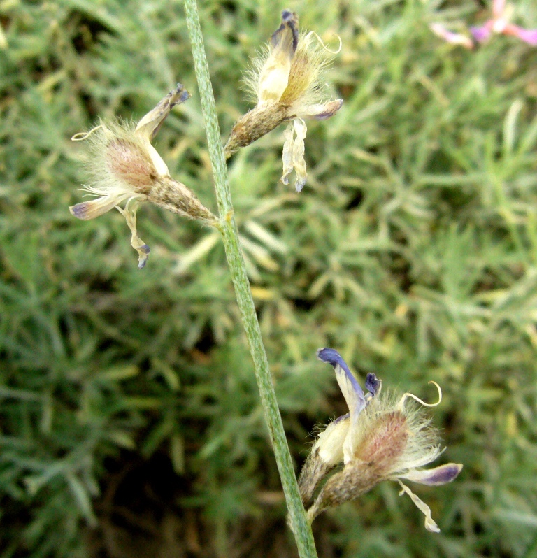 Image of Astragalus podolobus specimen.