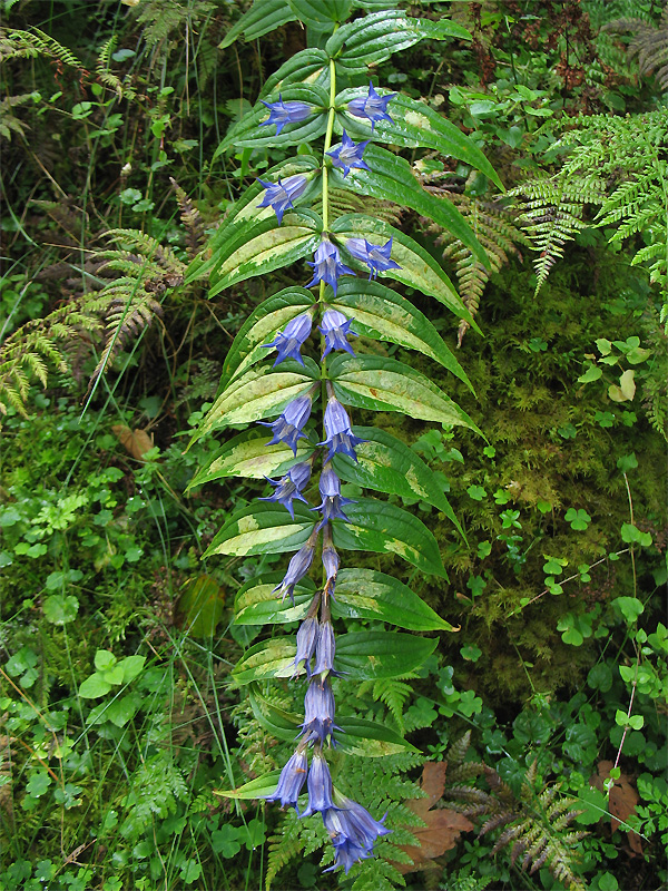 Image of Gentiana asclepiadea specimen.