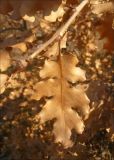 Quercus pubescens. Сухой лист. Черноморское побережье Кавказа, Новороссийск, южнее мыса Шесхарис. 16 декабря 2011 г.