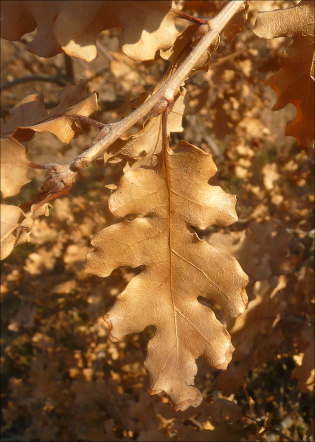 Image of Quercus pubescens specimen.