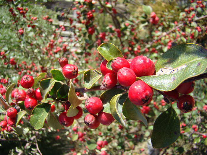 Изображение особи род Cotoneaster.