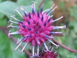 Arctium tomentosum