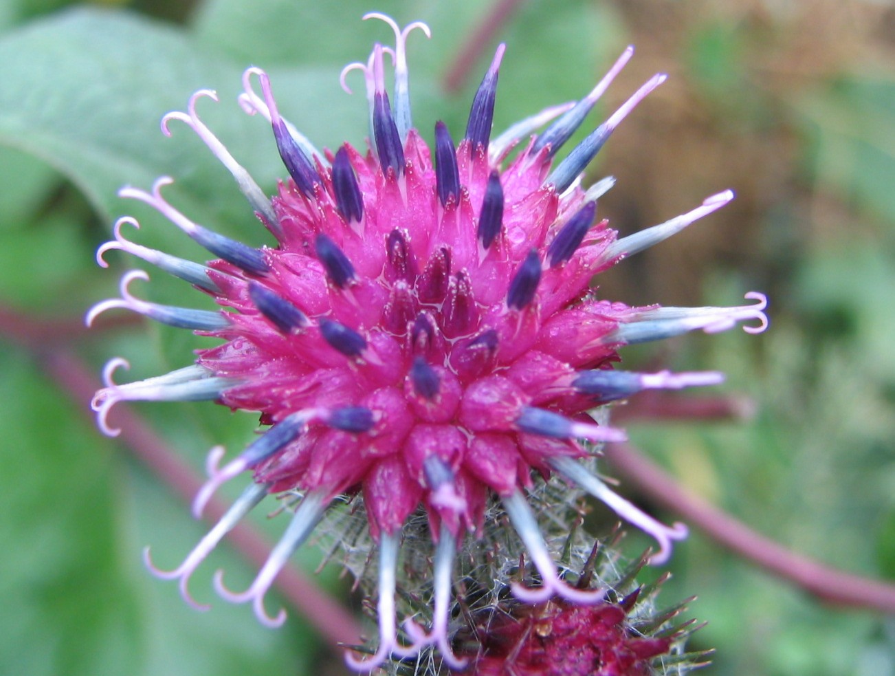 Image of Arctium tomentosum specimen.