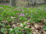 Cardamine quinquefolia