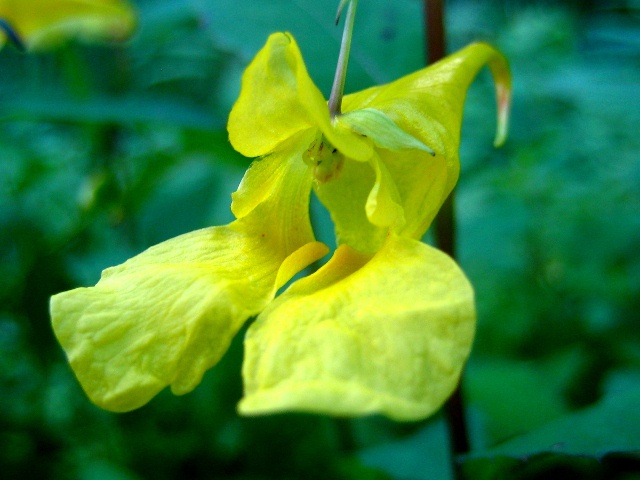 Image of Impatiens noli-tangere specimen.