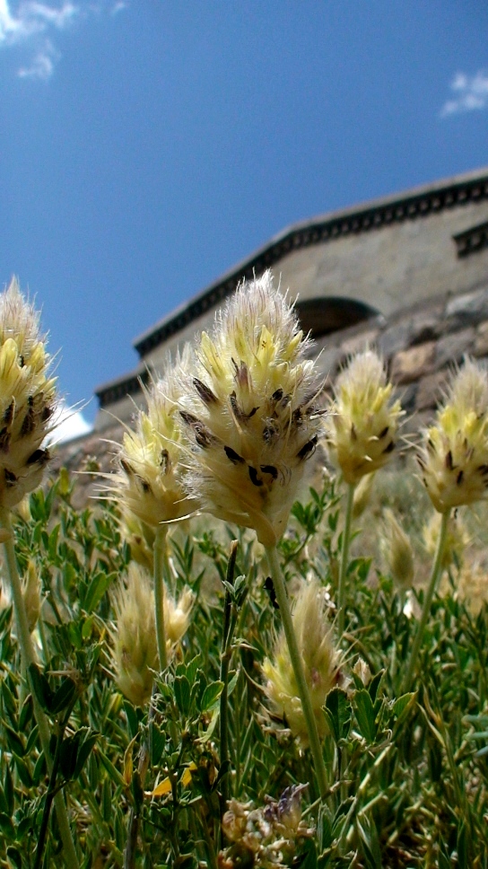 Image of Astragalus lagurus specimen.