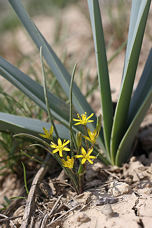 Image of genus Gagea specimen.