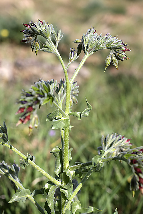 Image of Rindera echinata specimen.