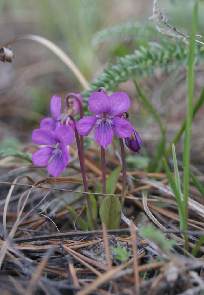 Image of Viola gmeliniana specimen.