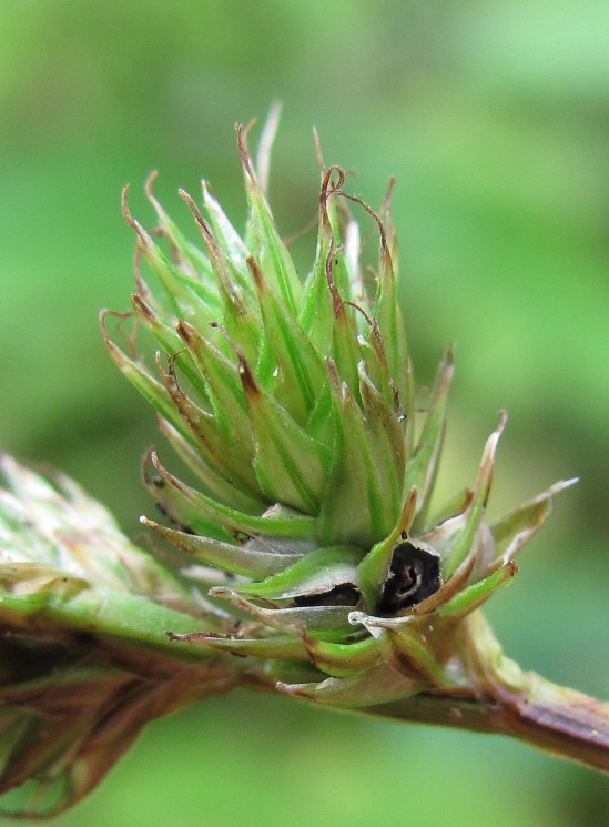 Image of Carex leporina specimen.