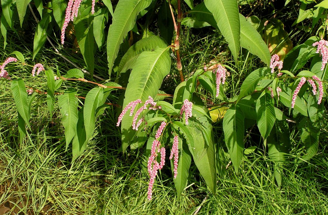 Image of Persicaria lapathifolia specimen.