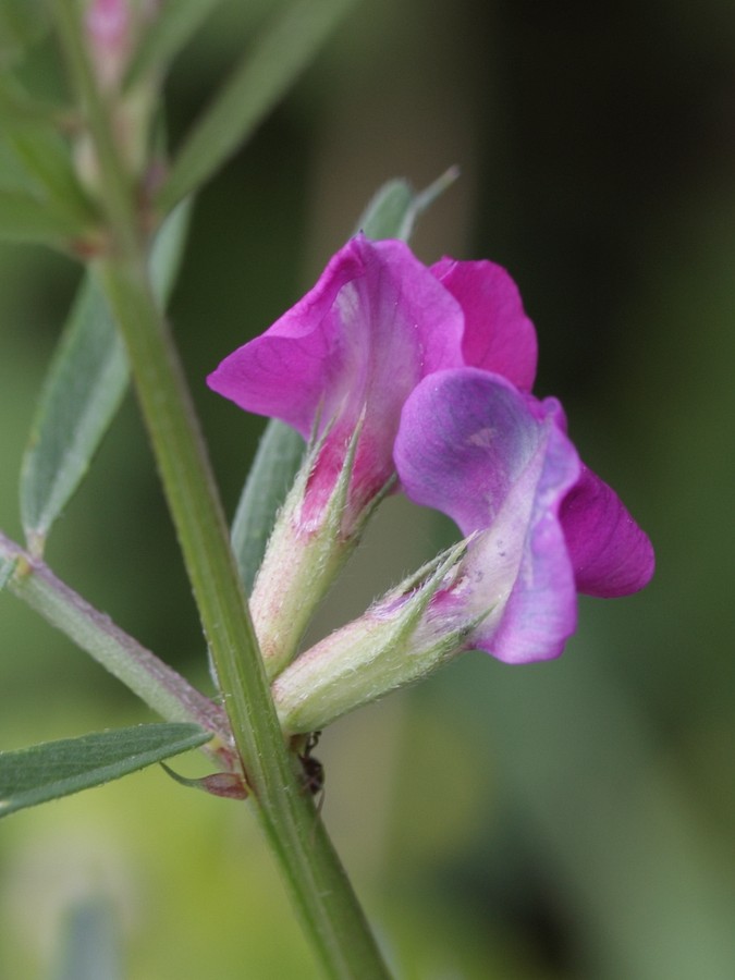 Image of Vicia angustifolia specimen.
