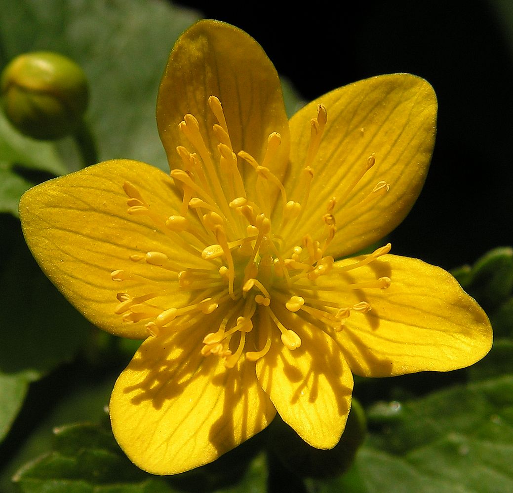 Image of Caltha sibirica specimen.