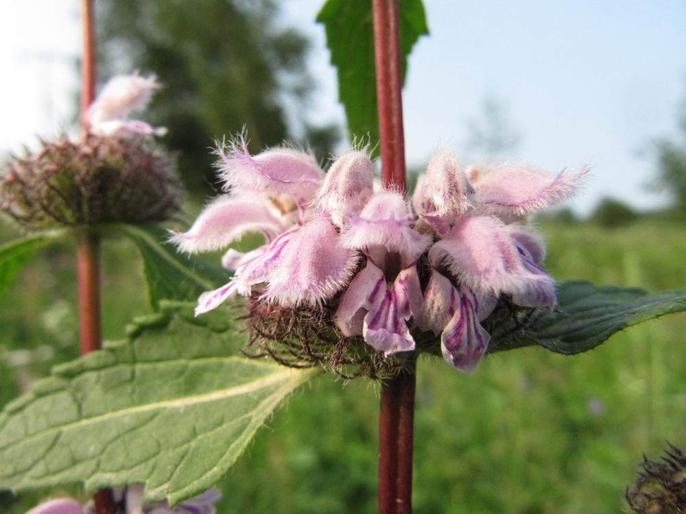 Image of Phlomoides tuberosa specimen.