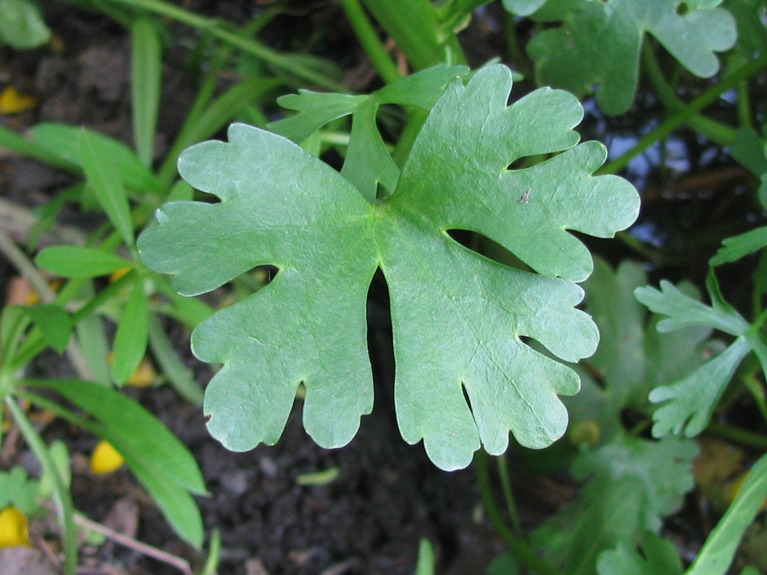 Image of Ranunculus sceleratus specimen.