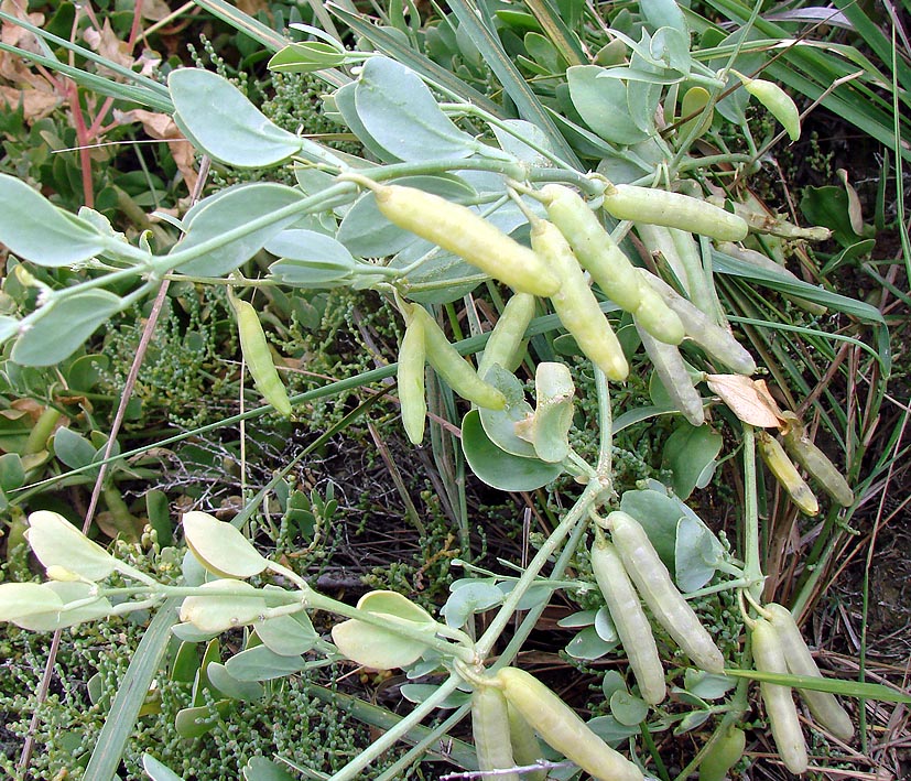 Image of Zygophyllum obliquum specimen.