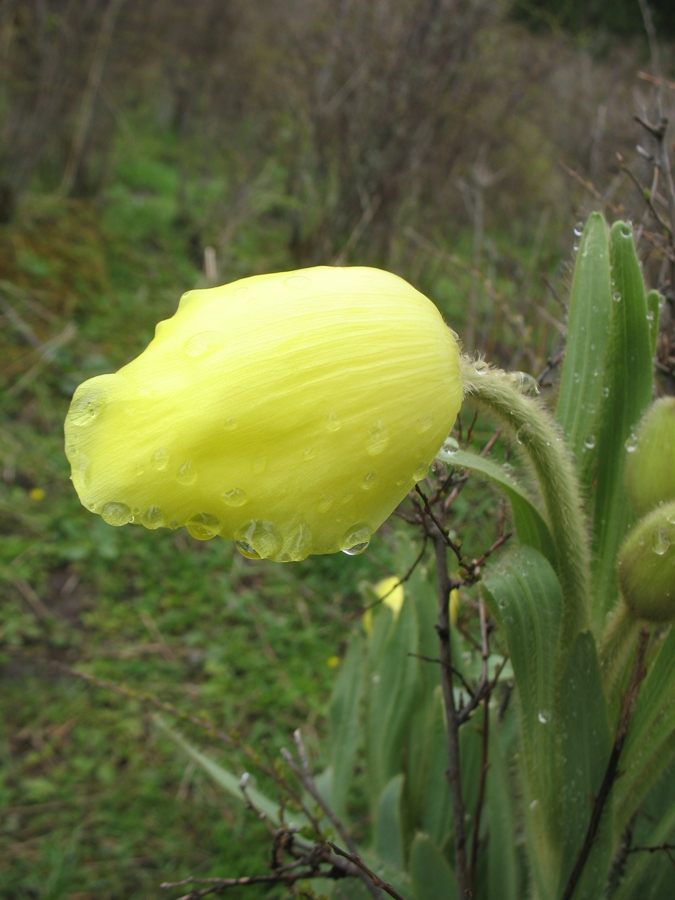 Изображение особи Meconopsis integrifolia.