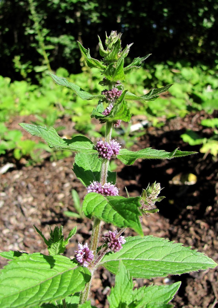 Изображение особи Mentha &times; verticillata.