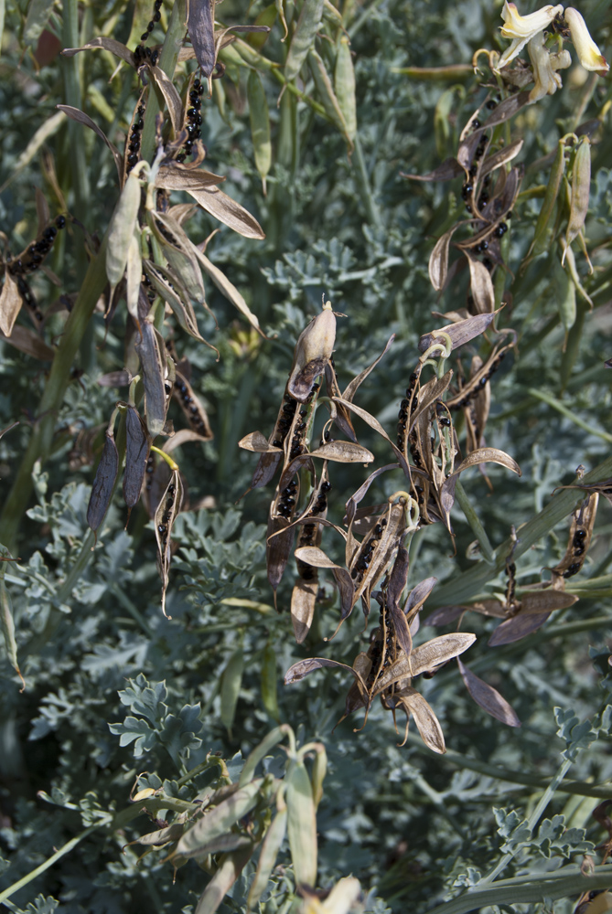 Image of Corydalis stricta specimen.