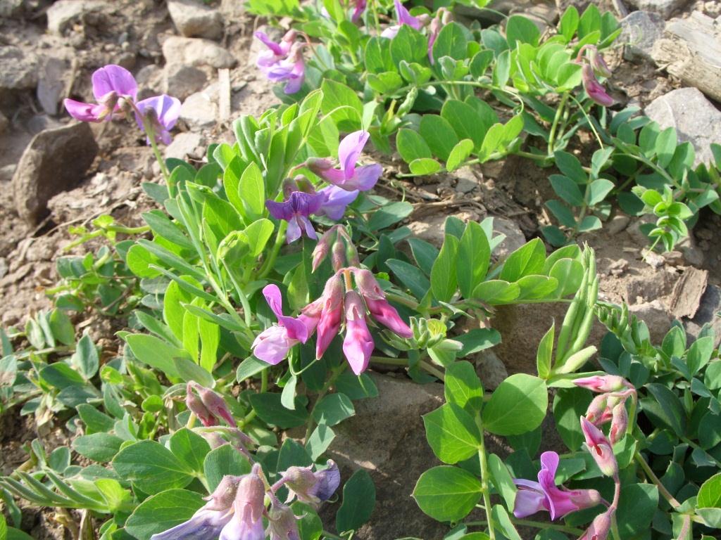 Image of Lathyrus japonicus specimen.