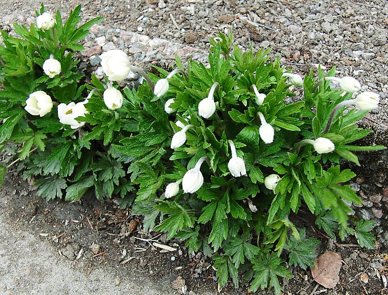 Image of Anemone sylvestris specimen.