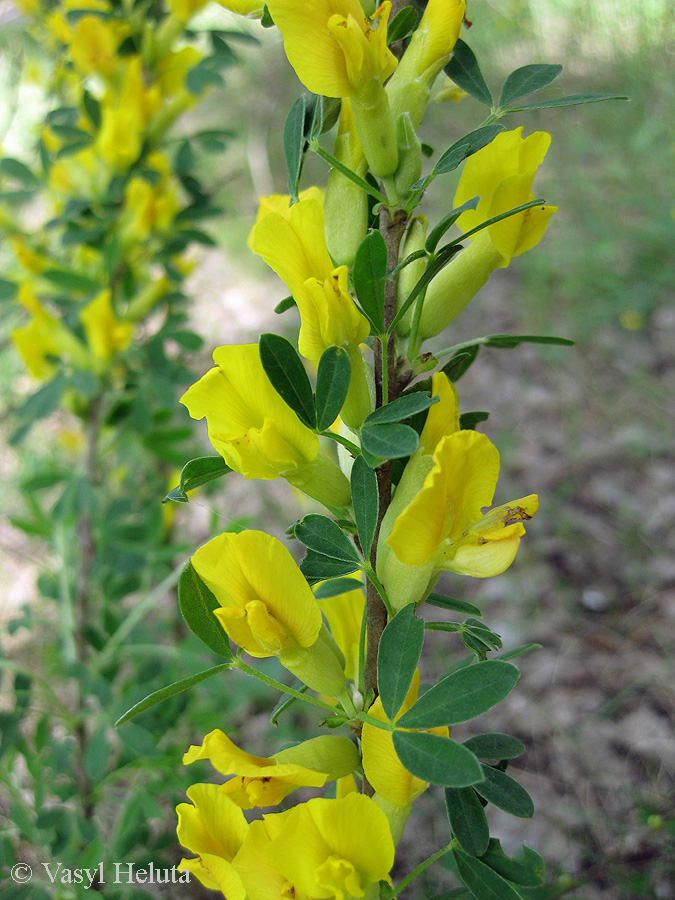 Image of Chamaecytisus ruthenicus specimen.