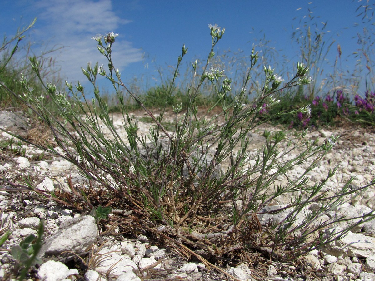 Image of Minuartia euxina specimen.