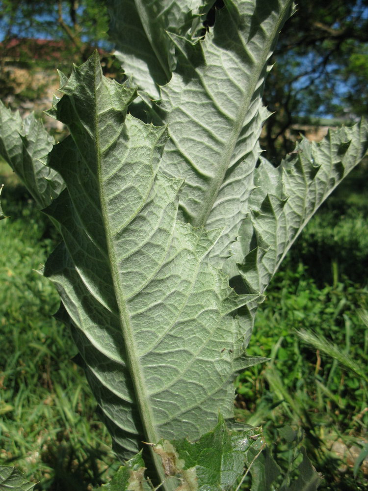 Image of Onopordum acanthium specimen.