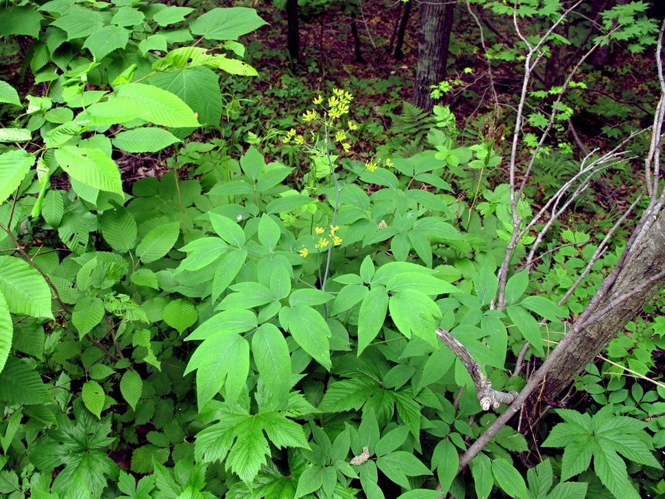 Image of Caulophyllum robustum specimen.